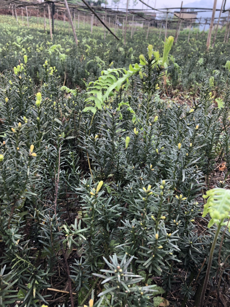 大批量曼迪亚红豆杉苗出售