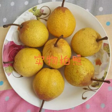 尖把梨100~150g光果