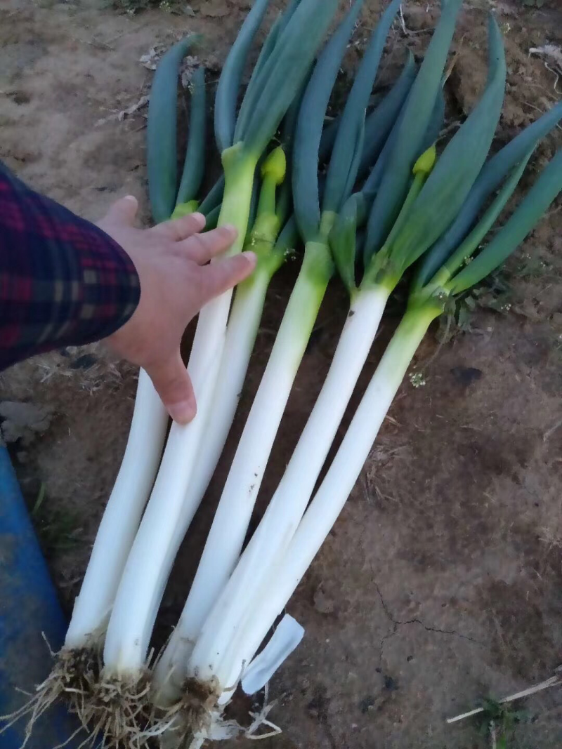 大量芽葱，分葱，晚抽上市
