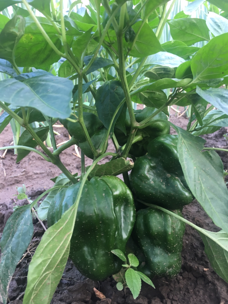 优质精品辣椒苗，麻辣，牛角，杭椒，甜椒，线椒，朝天椒