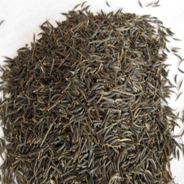 波斯菊种子