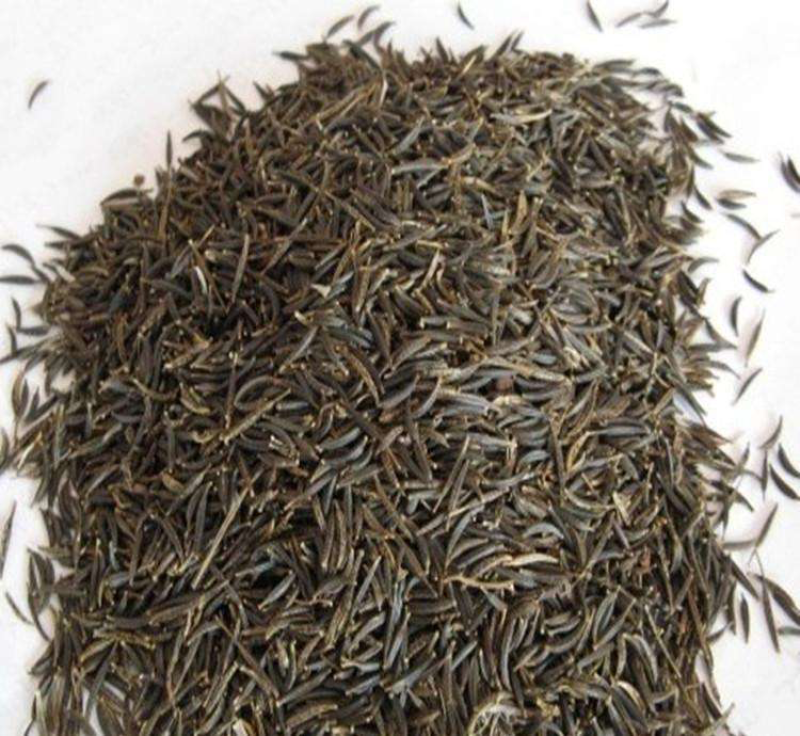 波斯菊种子