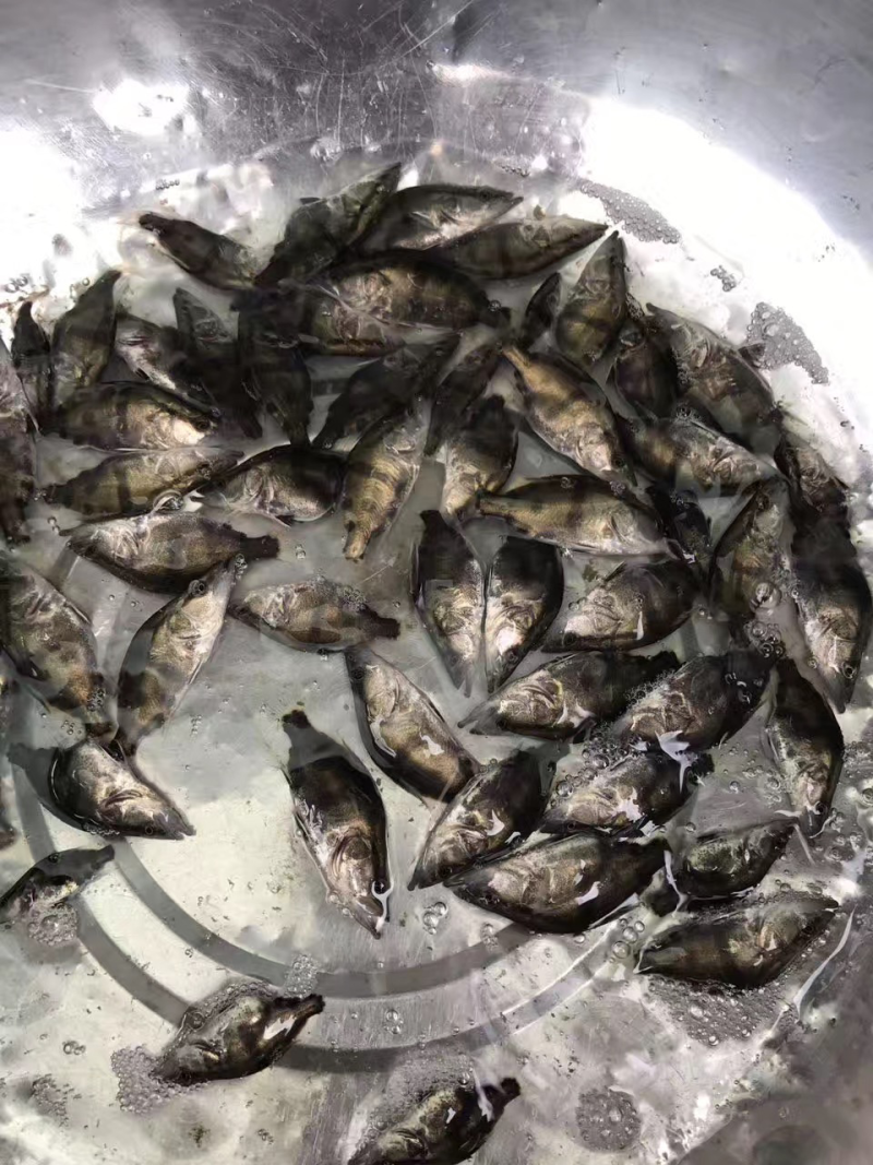 桂花鱼苗桂鱼苗鳜鱼苗翘嘴鳜鱼苗