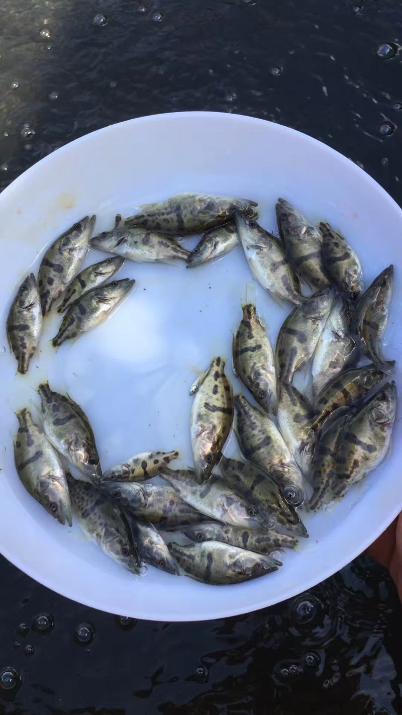 桂花鱼苗桂鱼苗鳜鱼苗翘嘴鳜鱼苗