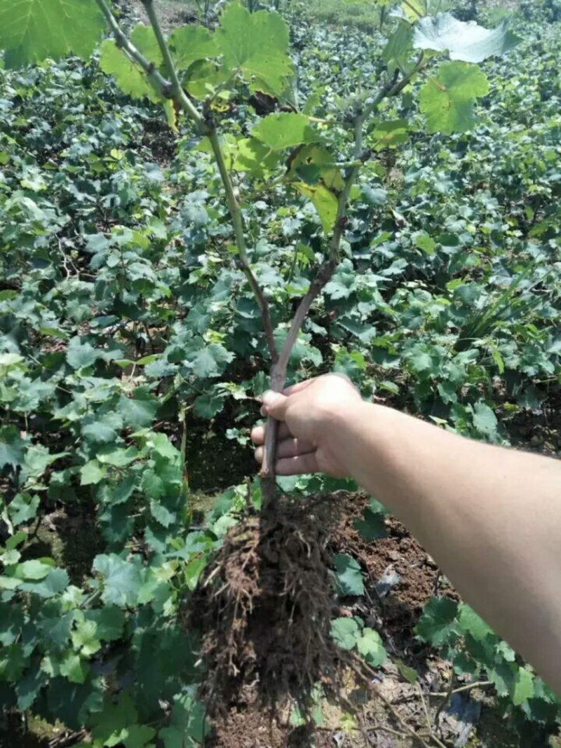 早熟葡萄新品种早甜66葡萄苗甜66葡萄树苗耐零下