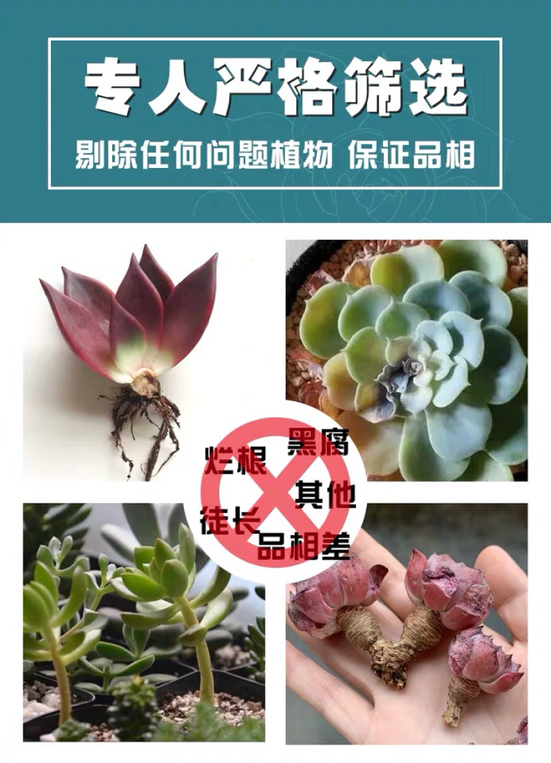 多肉植物微商团购社区团购电商爆单之王，提供一件代发