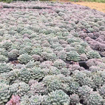 多肉植物微商团购社区团购电商爆单之王，提供一件代发