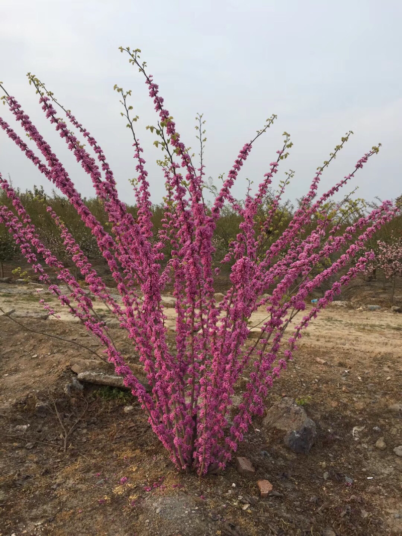 红花紫荆，基地直销，货源充足，