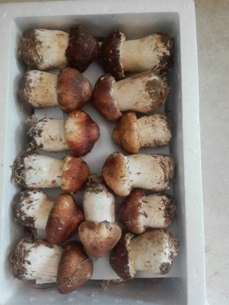 球盖菇新鲜，一次最少一50箱，一箱六斤装