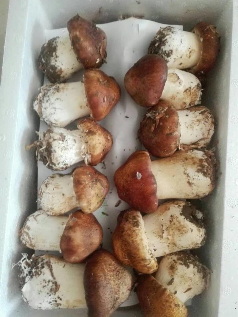球盖菇新鲜，一次最少一50箱，一箱六斤装