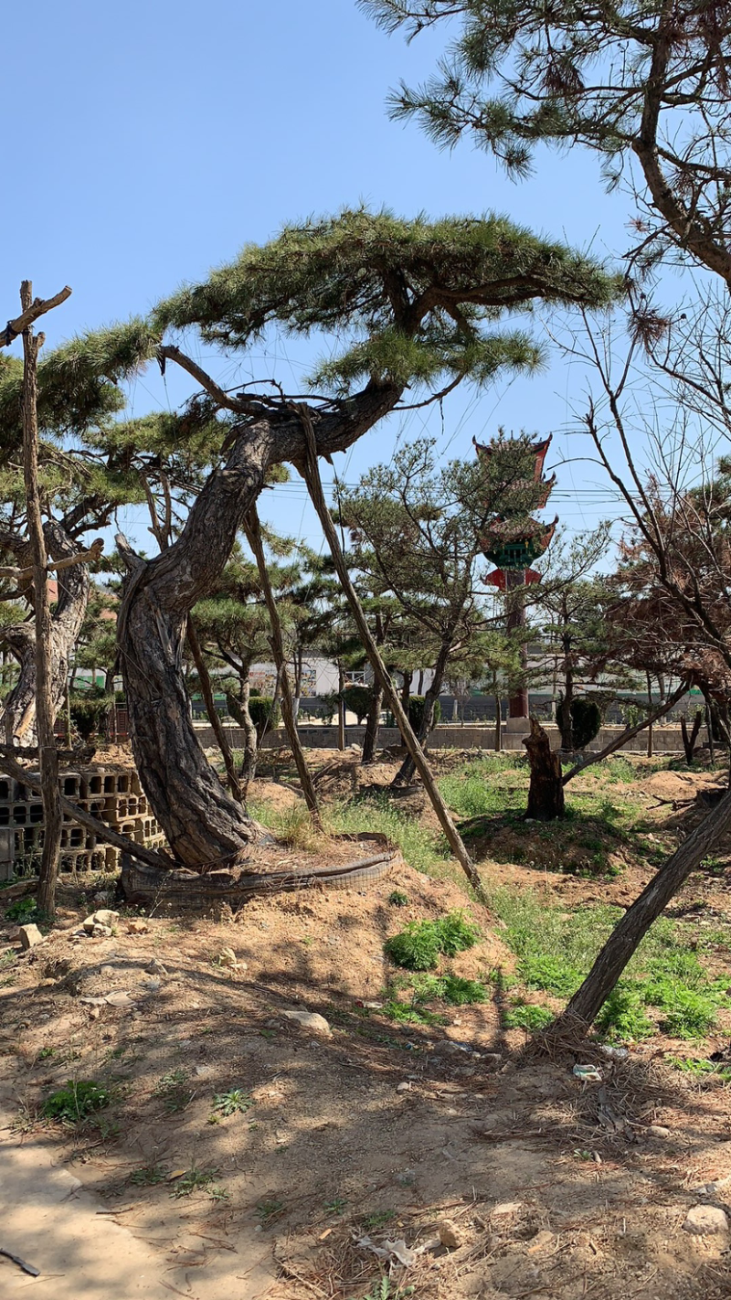 造型松