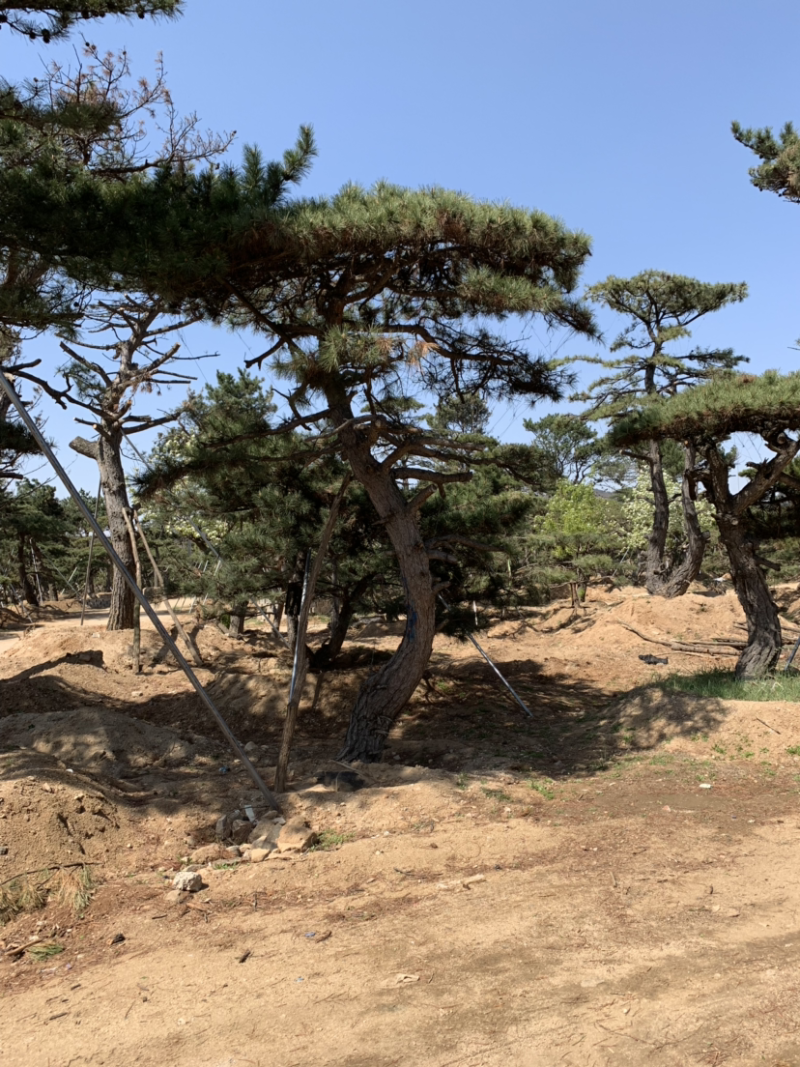造型松