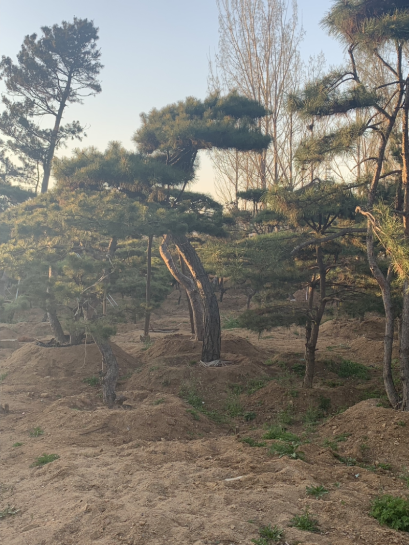 造型松