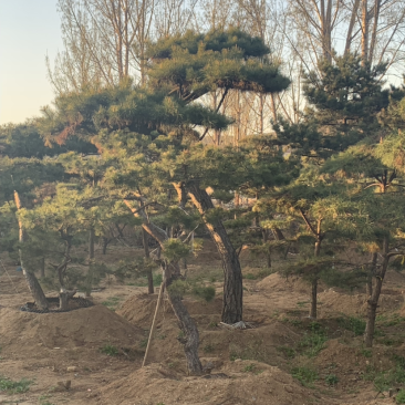 造型松