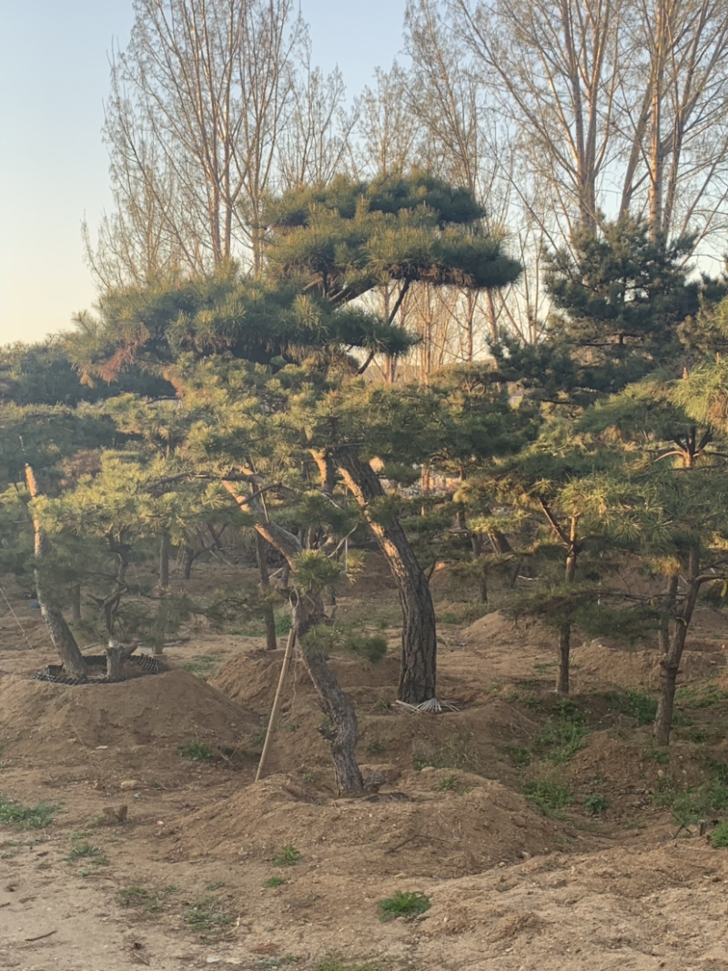 造型松