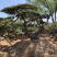 造型松