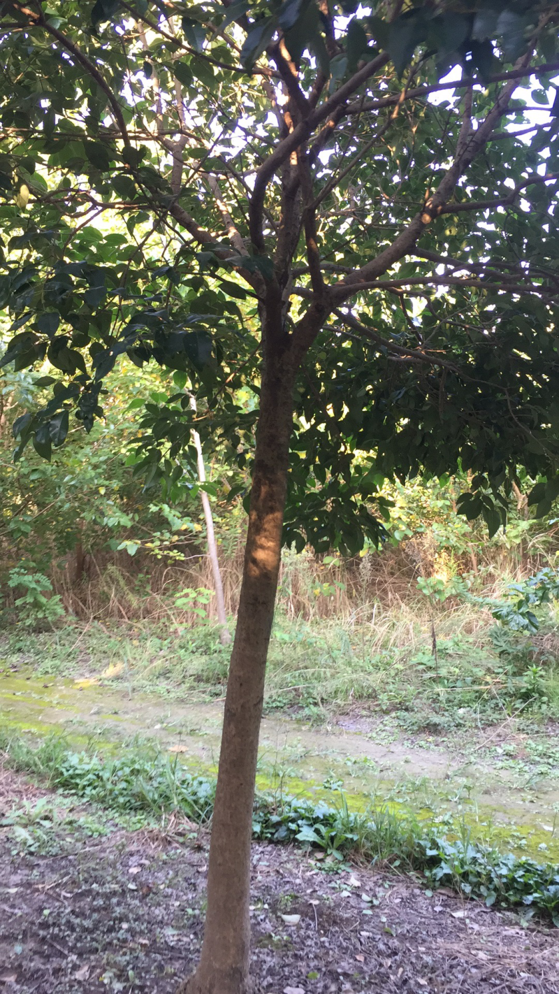 10公分大叶女贞（普通苗，精品苗）
