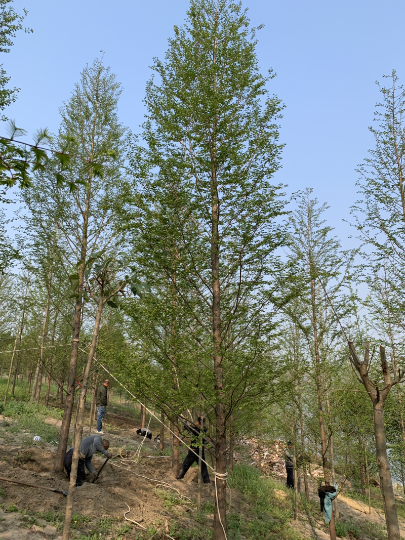 12公分水杉（普通苗，精品苗）