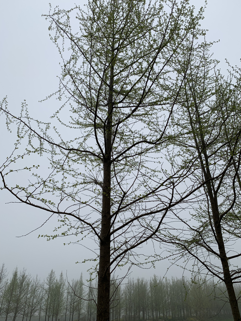 20公分银杏（嫁接，实生，占地）