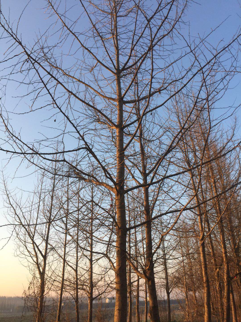 20公分银杏（嫁接，实生，占地）