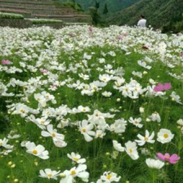 波斯菊价格按照一市斤