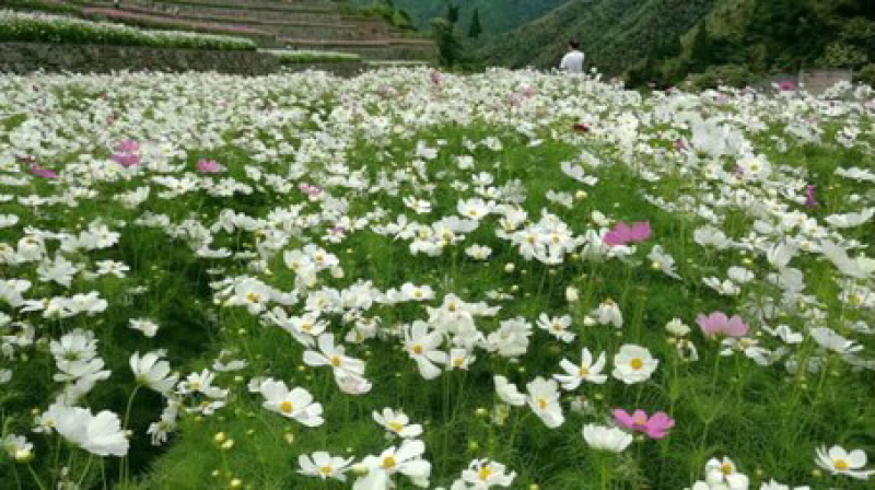 波斯菊价格按照一市斤