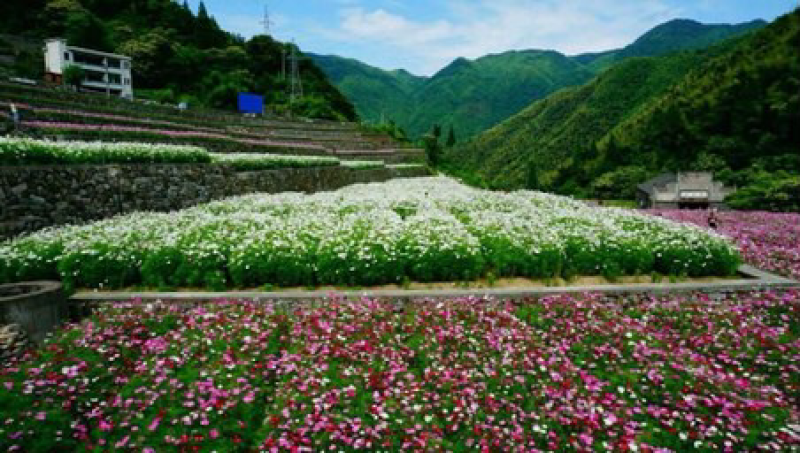 波斯菊价格按照一市斤