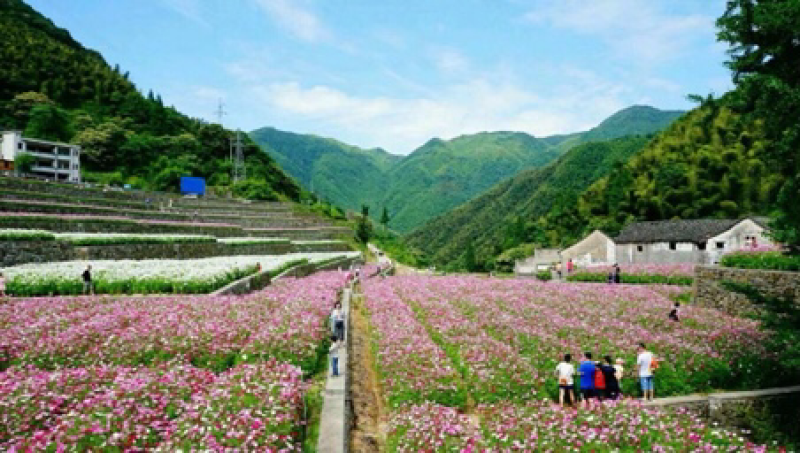 波斯菊价格按照一市斤