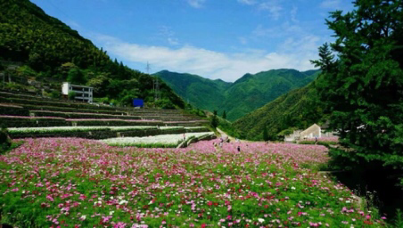 波斯菊价格按照一市斤