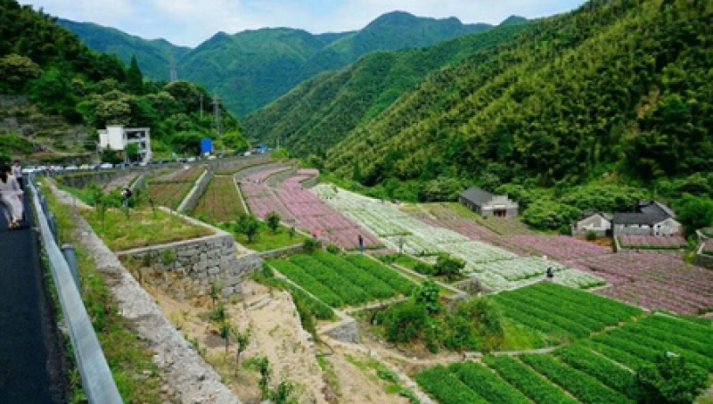 波斯菊价格按照一市斤