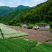 波斯菊价格按照一市斤