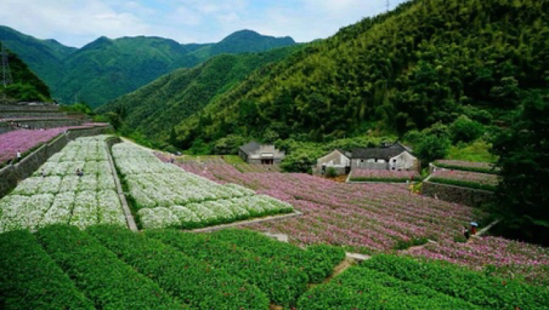 波斯菊价格按照一市斤