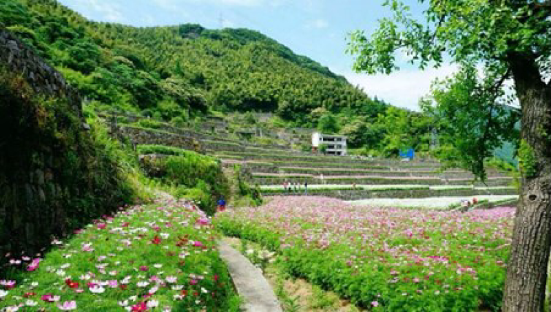波斯菊价格按照一市斤