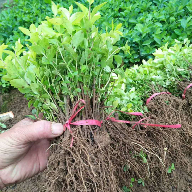 优质金叶女贞苗金叶女贞球基地直销质量保证