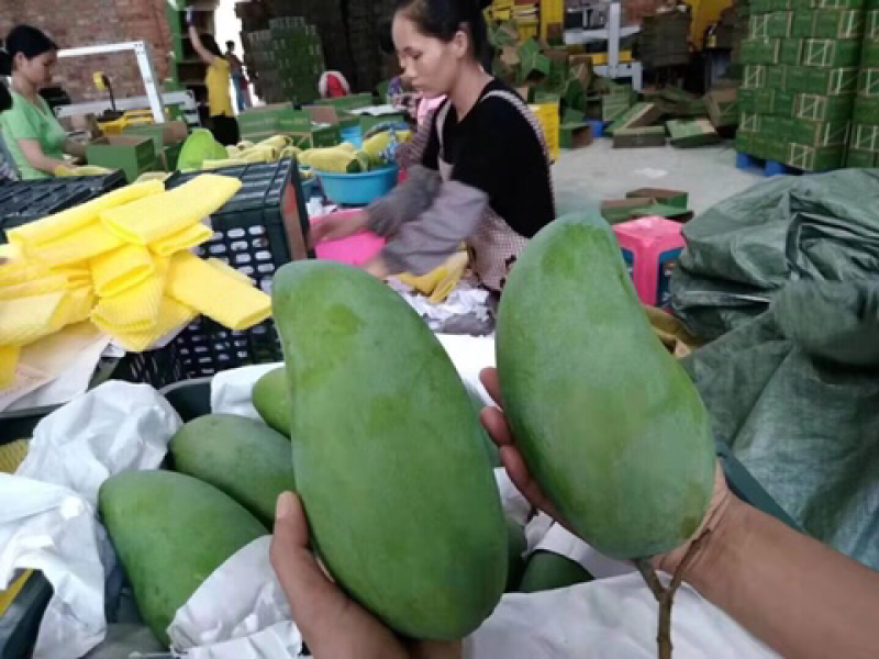 越南一级大青芒5斤包邮支持一件代发微商电商