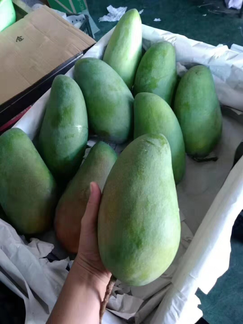 越南一级大青芒5斤包邮支持一件代发微商电商