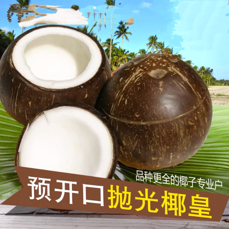 海南椰子椰子炖盅预开口椰子椰奶抛光椰子老椰越南椰子