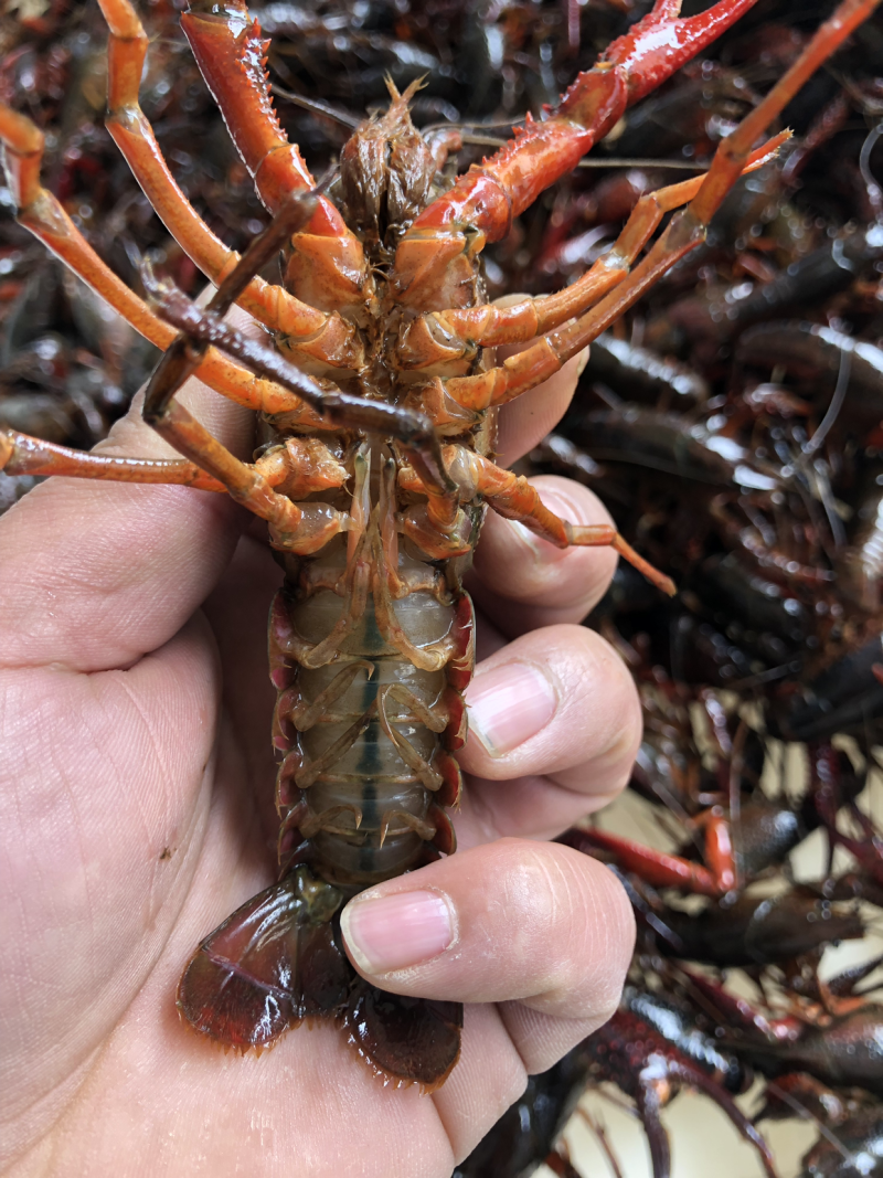 江苏兴化小龙虾规格硬7-9钱成活率高耐运输商超餐饮