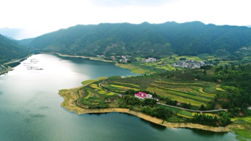 绿茶高山茶福建龙岩