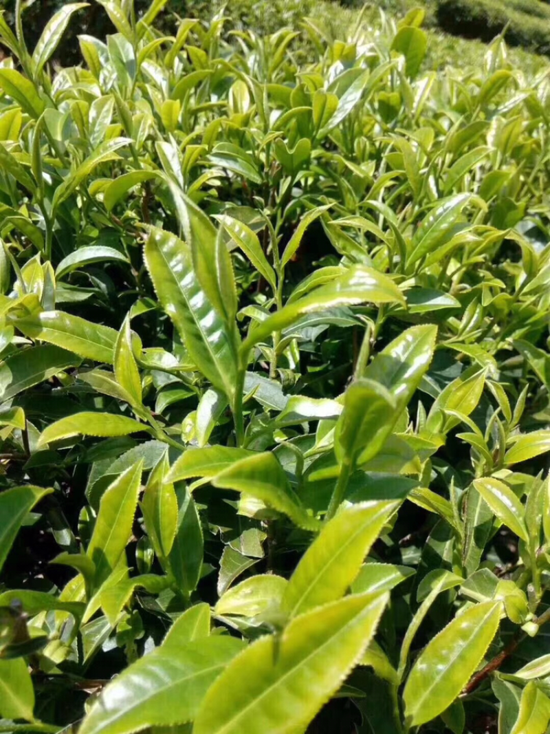 绿茶高山茶福建龙岩