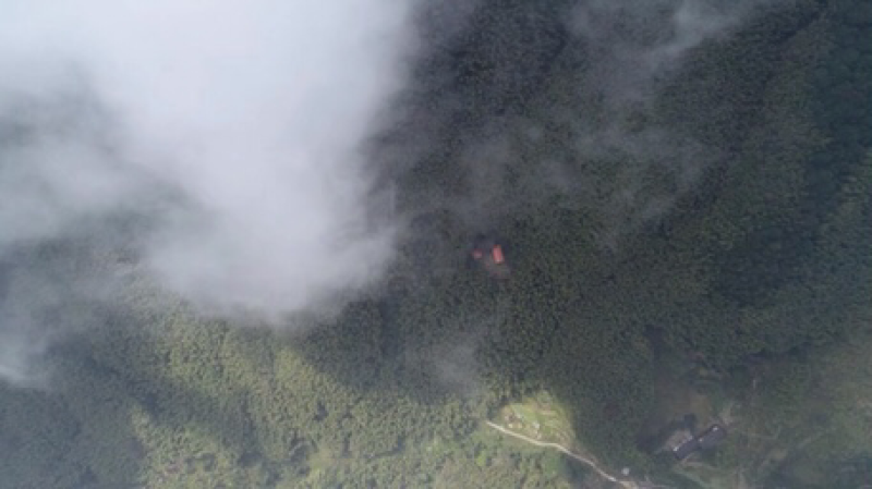 绿茶高山茶福建龙岩