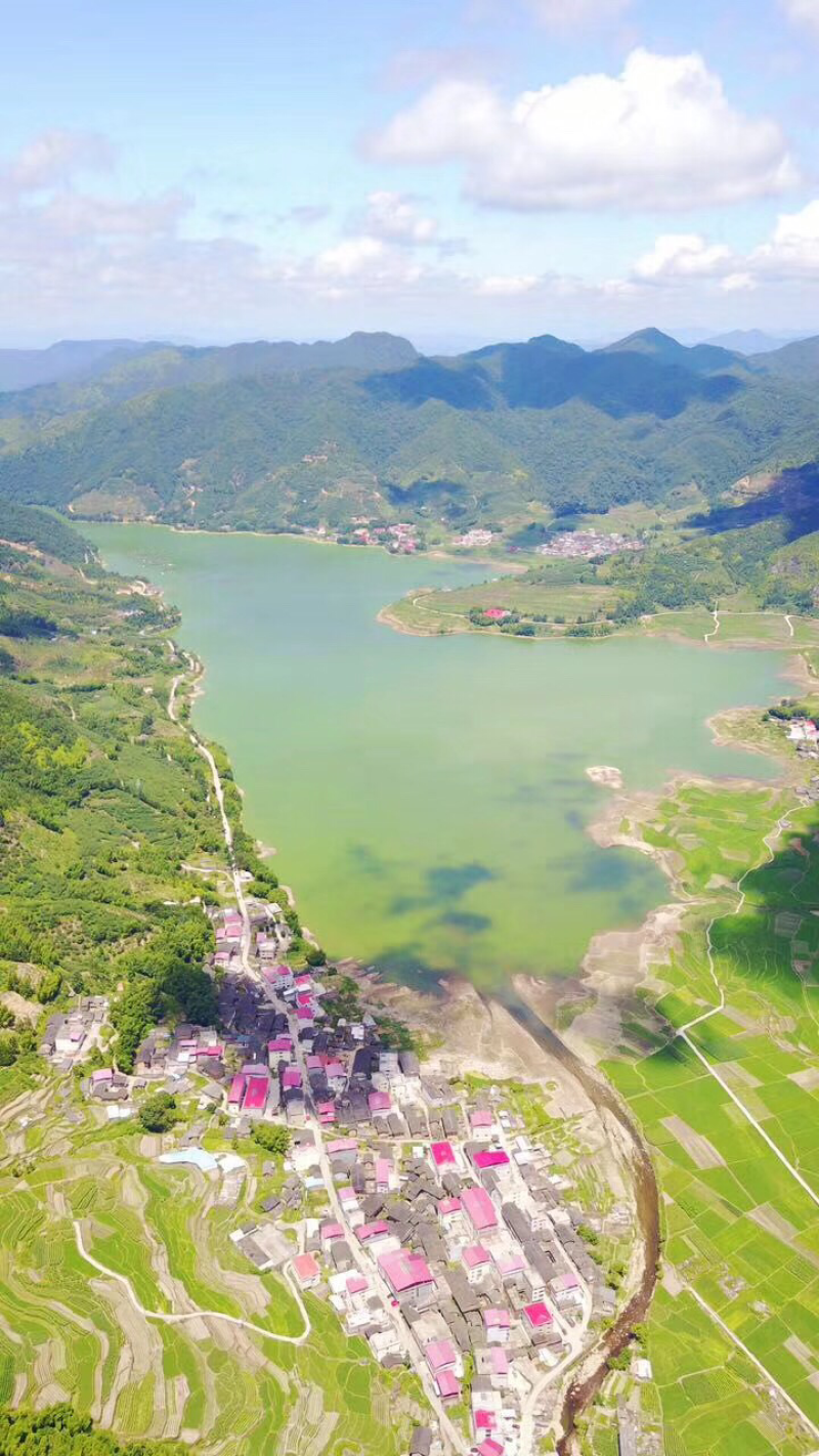 绿茶高山茶福建龙岩