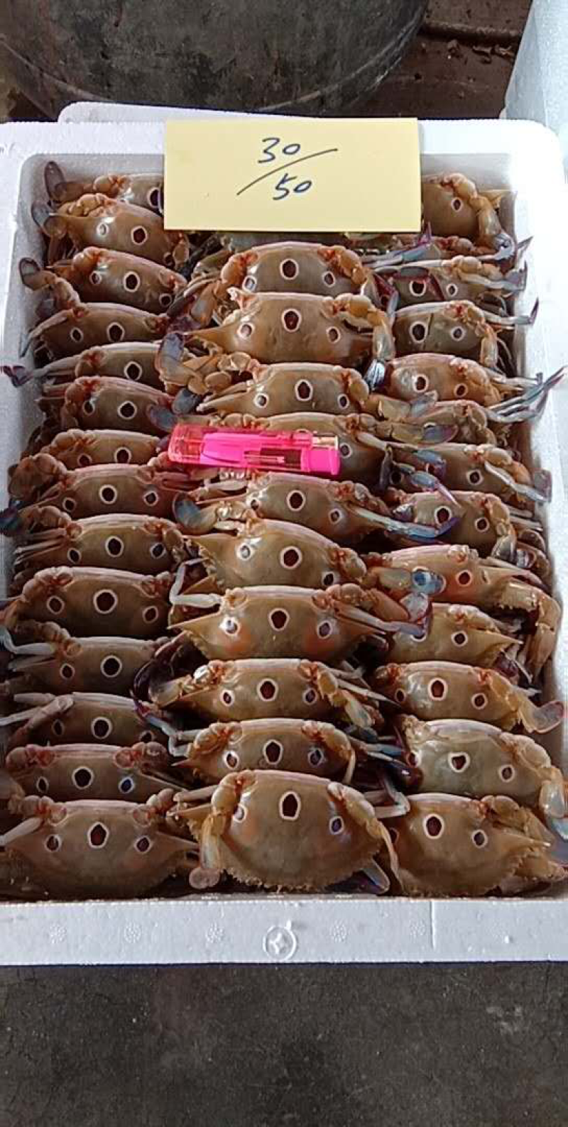 三点蟹