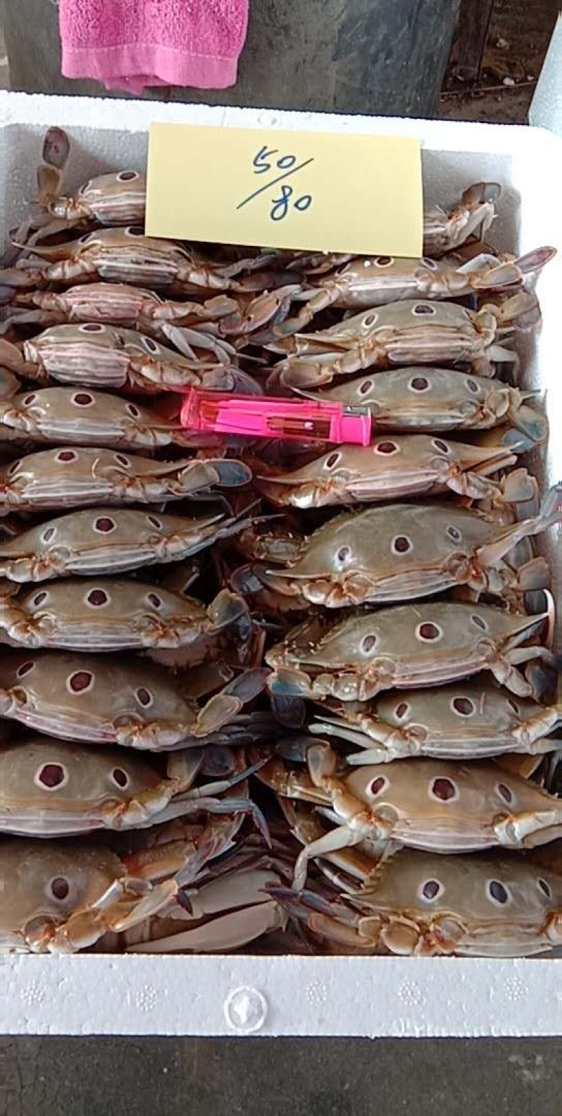 三点蟹