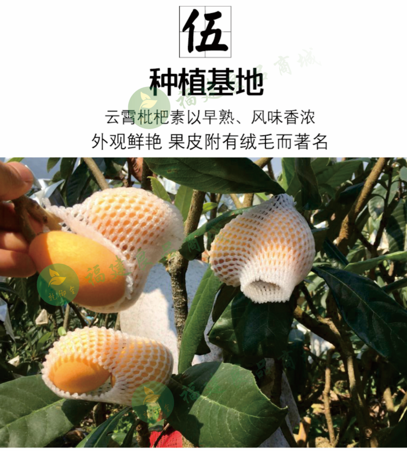云霄枇杷膏