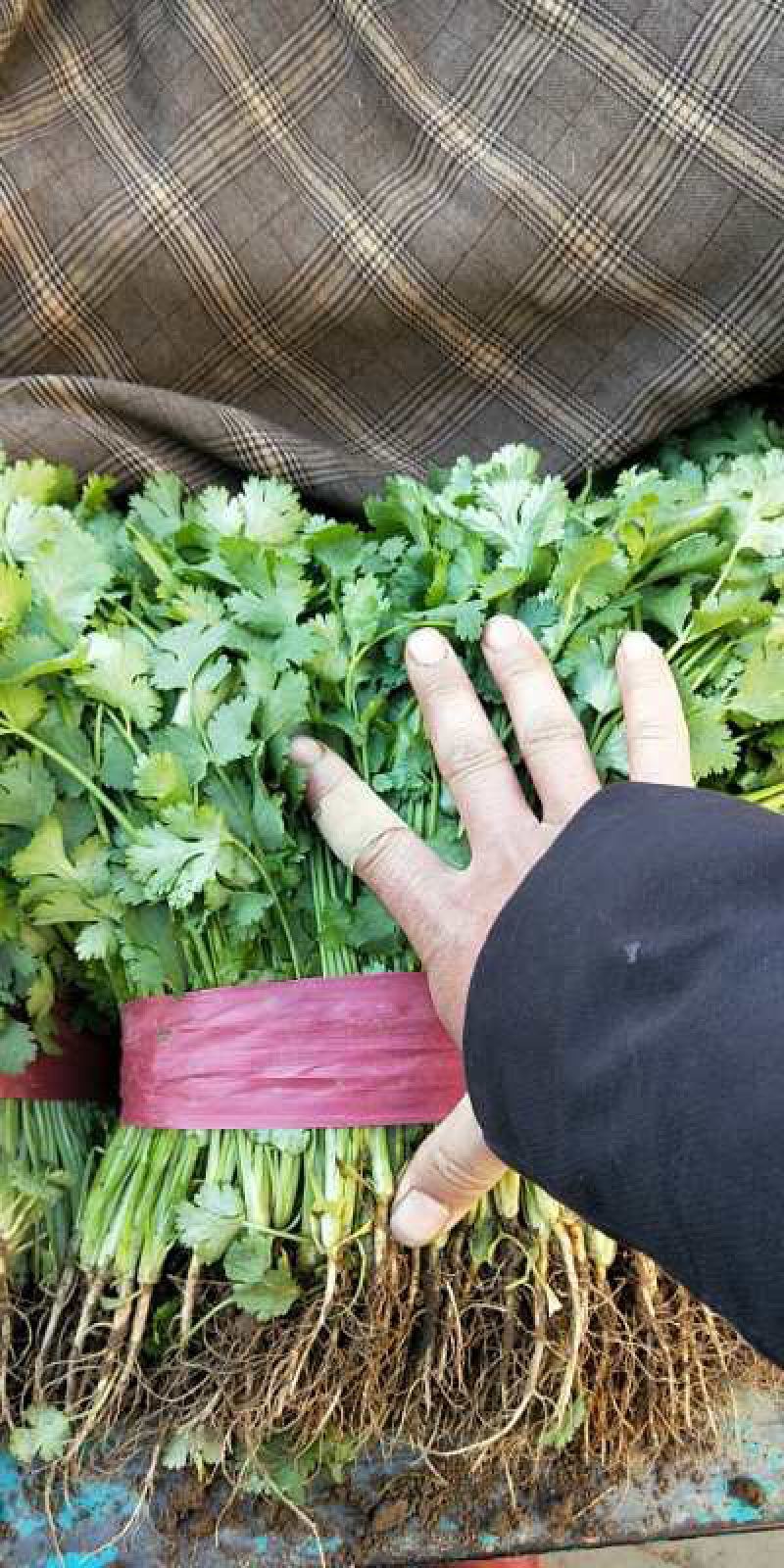 大叶香菜精品香菜无黄叶一手货源价格便宜
