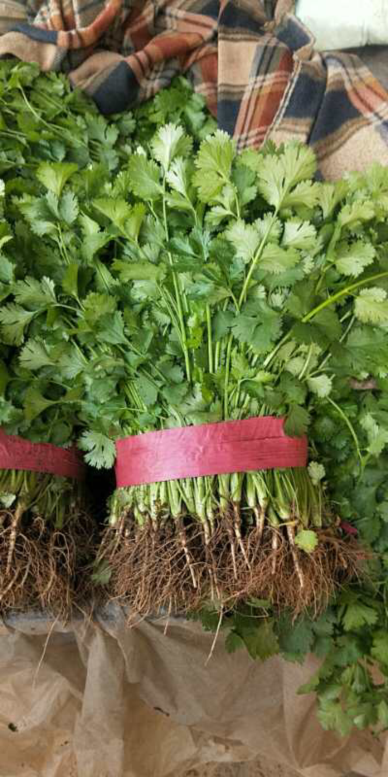 大叶香菜精品香菜无黄叶一手货源价格便宜