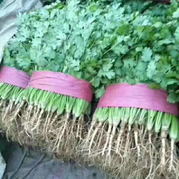 大叶香菜精品香菜无黄叶一手货源价格便宜