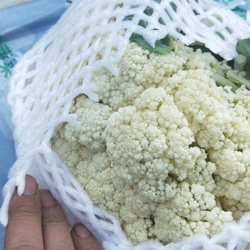 精品有机菜花松菜花花椰菜个头均匀一手货源