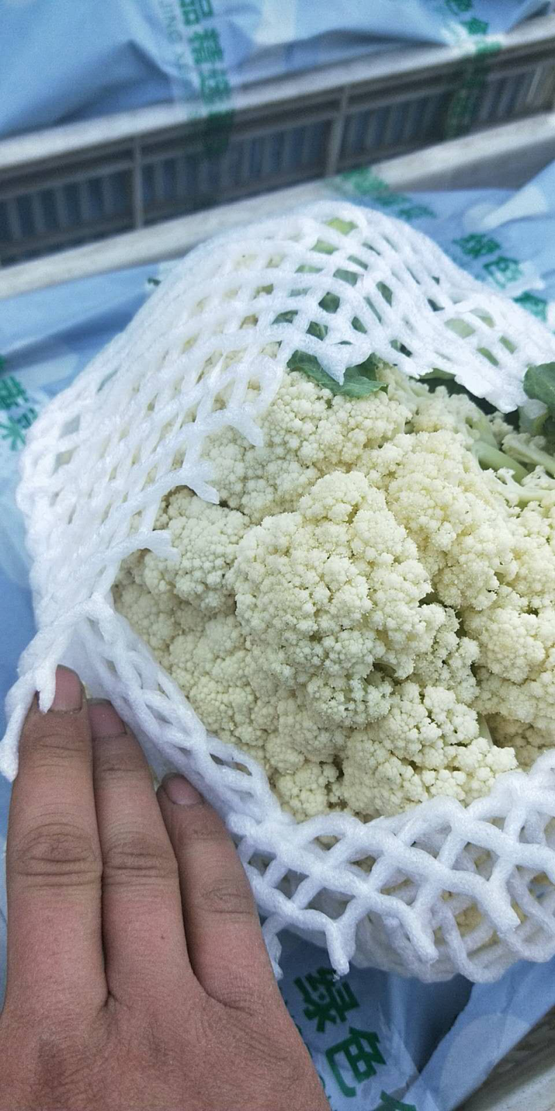 精品有机菜花松菜花花椰菜个头均匀一手货源
